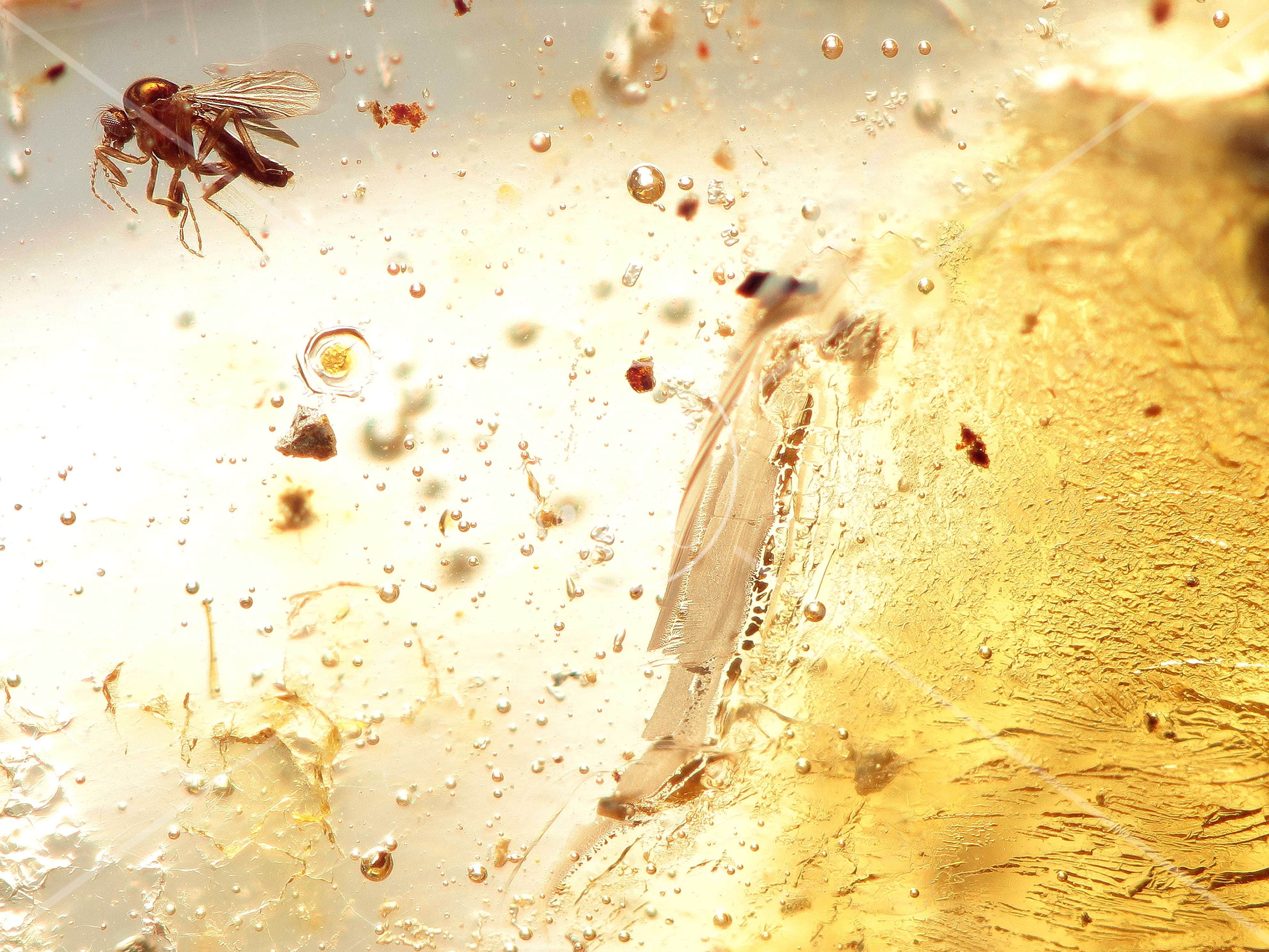 Watermark_224_N140  éch  40X30.jpg